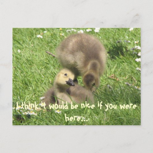 ここにいもして…ポストカード ポストカード (正面)