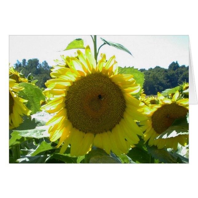 ここに日曜日を来ます--カード (正面横)