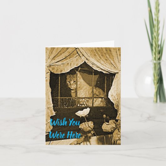 ここに来てほしい～猫が窓に カード (正面)