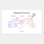ここに生命の系統樹(生物学) 長方形シール (正面)
