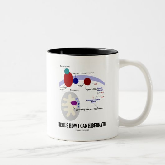 ここに私がいかにが冬眠してもいいかあります(Thermogenesis) ツートーンマグカップ (右)