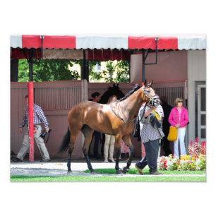 ここにRosie - Saratogaのパドックを来ます フォトプリント