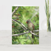 ここのSittin、メスの（鳥）ショウジョウコウカンチョウ カード (裏面)