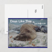 このような日（アシカ） - ポストカード (正面/裏面)