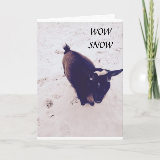 この子羊はあなたの誕生日にとってもかわいい カード (正面)