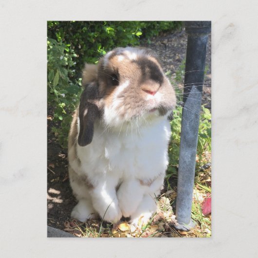 この小僧と怒りを感じる奴を送れ！ 案内ポストカード (正面)