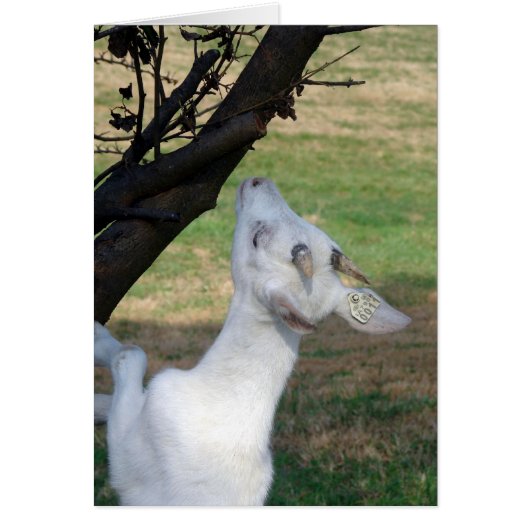 この木に登ってもいい？ (正面)