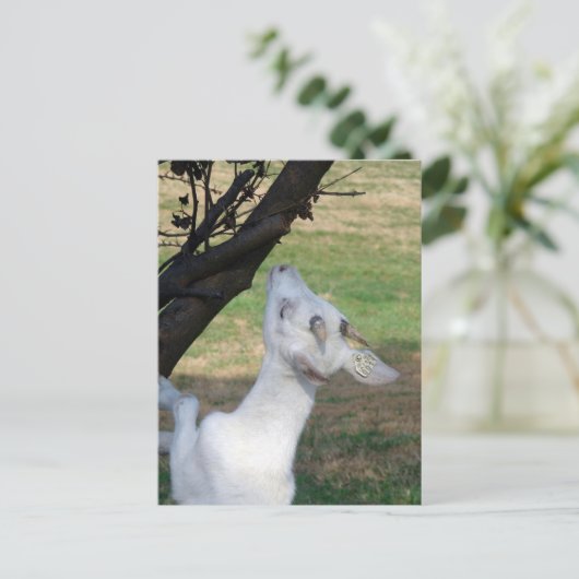 この木に登ってもいい? ポストカード (スタンド正面)