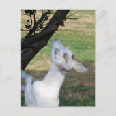 この木に登ってもいい? ポストカード (正面)