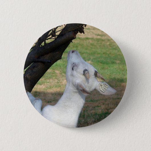 この木に登ってもいい? 缶バッジ (正面)