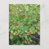 この木は英語でRowanと呼ばれる(科学的なn ポストカード (正面)