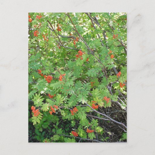 この木は英語でRowanと呼ばれる(科学的なn ポストカード (正面)