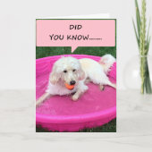 この水泳の子犬は君への愛を宣言する カード (正面)