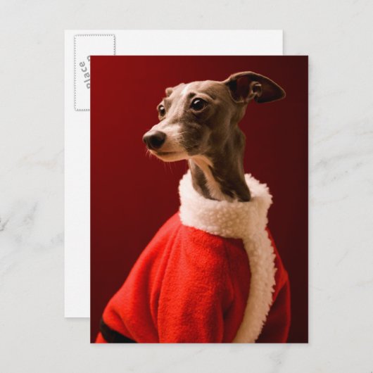 この犬はクリスマス神父の服を着ている シーズンポストカード (正面/裏面)