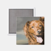 この犬はゴールデンレトリバーの一部だ。 マグネット (正面/裏面)