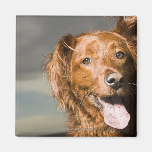 この犬はゴールデンレトリバーの一部だ。 マグネット (正面)