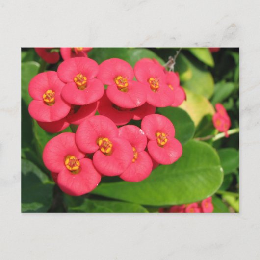この花が何か分からない ポストカード (正面)
