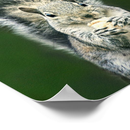 この裏庭のリスの野生動物の最も切磋琢磨 ポスター (角)