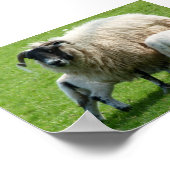 この食べ物を与え羊の子羊のための時間 ポスター (角)