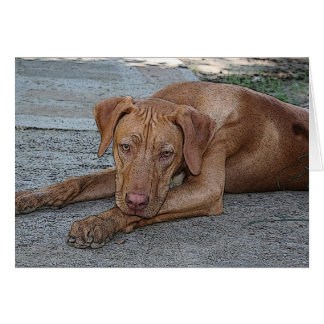 こはく色目の男の子