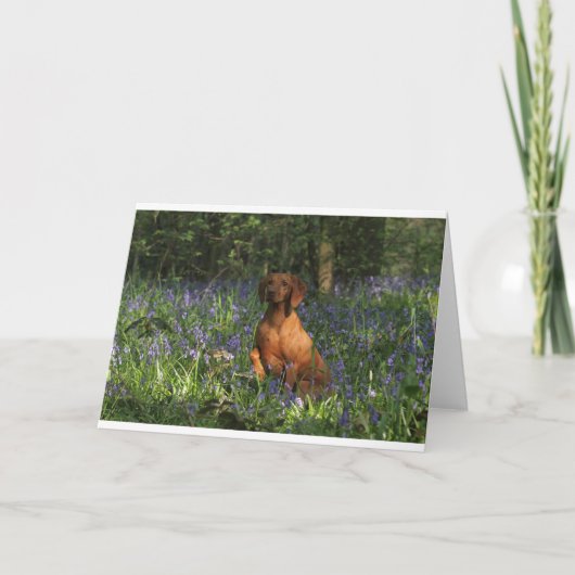 こはく色 カード (正面)