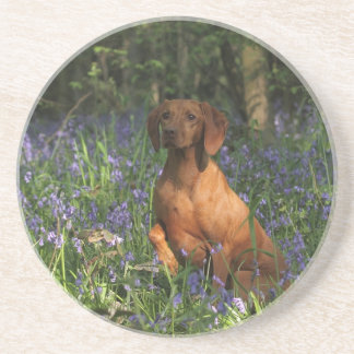 こはく色 コースター