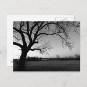 こぶだらけの木の郵便はがき ポストカード (正面/裏面)