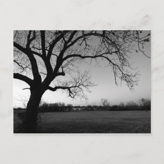 こぶだらけの木の郵便はがき ポストカード