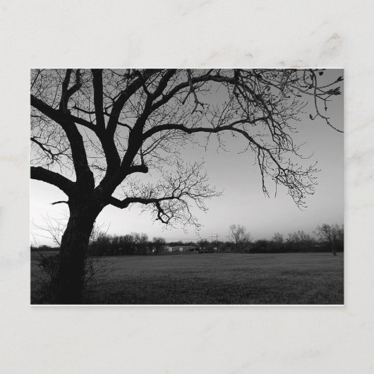 こぶだらけの木の郵便はがき ポストカード (正面)