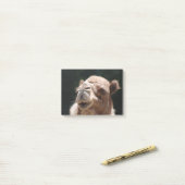 こぶ日のラクダ ポストイット (デスク上)