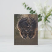 これより高い解像度は使用できない。Beaver_pho34.jpg S ポストカード (スタンド正面)