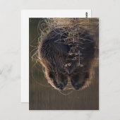これより高い解像度は使用できない。Beaver_pho34.jpg S ポストカード (正面/裏面)