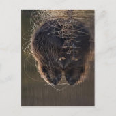 これより高い解像度は使用できない。Beaver_pho34.jpg S ポストカード (正面)