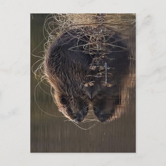 これより高い解像度は使用できない。Beaver_pho34.jpg S ポストカード (正面)