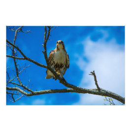 これらの目36 X 24コダックプロ写真 フォトプリント           