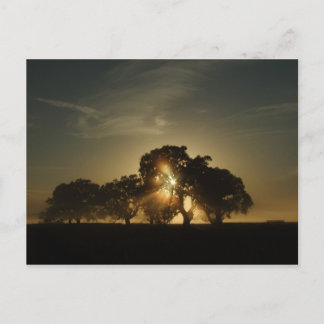 こんな朝に ポストカード