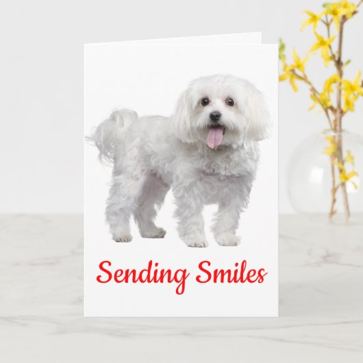 こんにちはあなたの白いマルタに小犬の考えること カード (黄色い花)