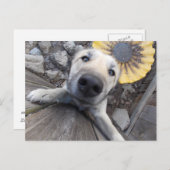 こんにちはドギーはがき ポストカード (正面/裏面)