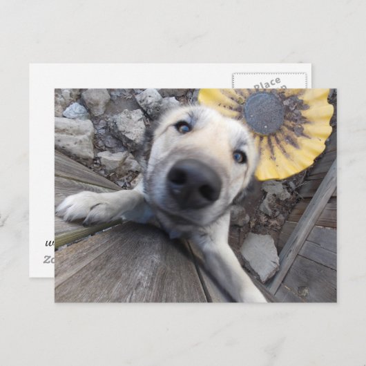 こんにちはドギーはがき ポストカード (正面/裏面)
