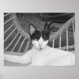 こんにちはニャー… ポスター