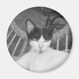 こんにちはニャー… マグネット