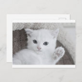 「こんにちは!」 この甘くてかわいい白いベビー子猫 ポストカード (正面/裏面)