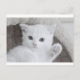 「こんにちは！」 この甘くてかわいい白いベビー子猫 ポストカード