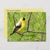 こんにちは、やあ、鳥 - アメリカキンケイ ポストカード (正面/裏面)