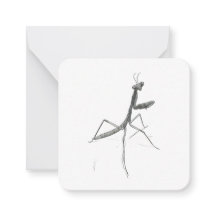 こんにちは!カマキリ