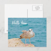 こんにちは….....カモメ ポストカード (正面/裏面)