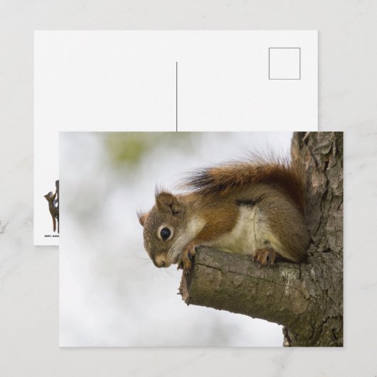 こんにちは ポストカード (正面/裏面)