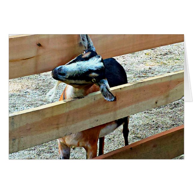 こんにちは！ヤギ挨拶カード (正面横)