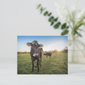 こんにちは、牛が言った ポストカード (スタンド正面)