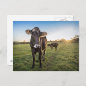 こんにちは、牛が言った ポストカード (正面/裏面)